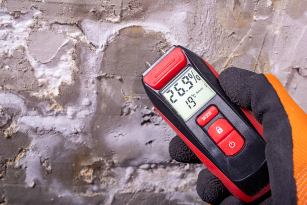 Best Toxic Mold Removal  in Beaver Dam, AZ